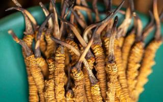 冬蟲夏草有什么作用？這些食用方法要知道