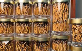 正宗冬蟲夏草能 “治” 哪些??？科學認知其輔助調(diào)理作用