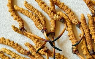 冬蟲夏草用什么鍋燉好？3 類優(yōu)質(zhì)鍋具 + 避坑指南