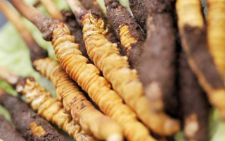 鮮冬蟲夏草哪里產(chǎn)地好些？三大黃金產(chǎn)區(qū)品質(zhì)解析