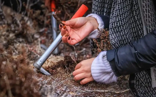 山上認冬蟲夏草：從環(huán)境到細節(jié)，4 步避開 “偽蟲草”