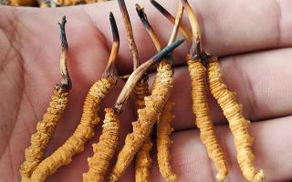 冬蟲夏草頭期凍干蟲草：解鎖滋補新方式，這些優(yōu)勢你該知道