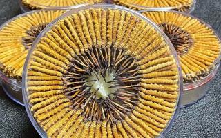 冬蟲夏草一斤價格多少？2025 年行情揭秘，差價竟達(dá)數(shù)十倍