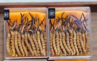 冬蟲夏草現(xiàn)在多少錢一克？2025 年克價揭秘，差價達(dá) 5 倍