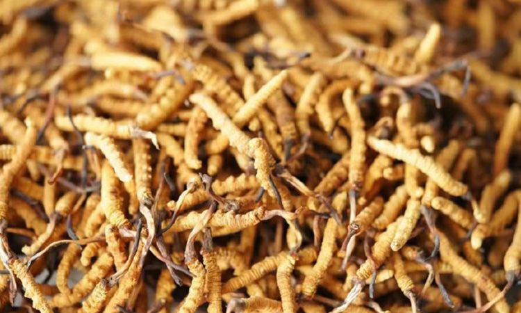 四級(jí)冬蟲夏草一克多少根 