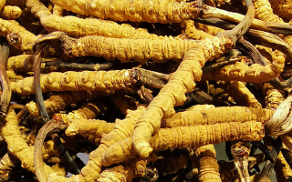 石斛與冬蟲夏草哪個好？從功效到適用場景的全面對比