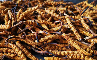 冬蟲夏草多長時間形成一根？自然孕育與人工培育的周期密碼