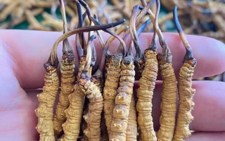 冬蟲夏草科學保存指南：鎖住營養(yǎng)，延長品質(zhì)有效期