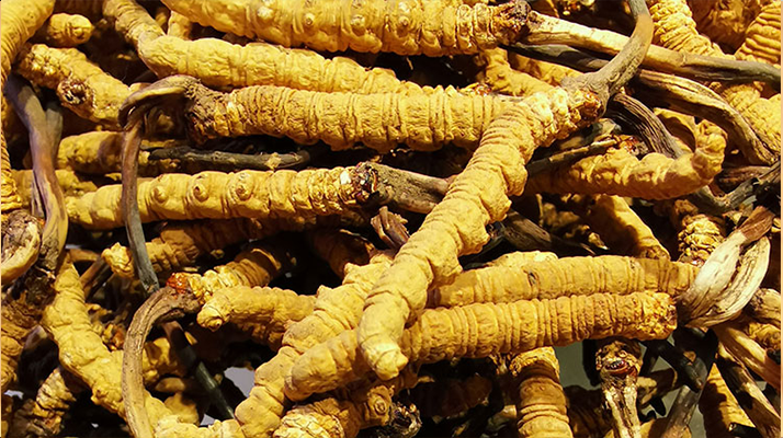 傳統滋補瑰寶的現代營養(yǎng)解讀