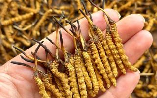 冬蟲夏草專家詳解：不同形態(tài)蟲草的保存方法與時限，避免營養(yǎng)白白流失