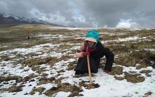冬蟲夏草專家解讀：哪里的冬蟲夏草品質(zhì)最優(yōu)？