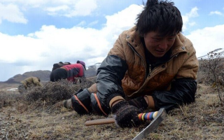 那曲挖草人阿旺的蟲草采摘時間表：跟著草原節(jié)氣走，不錯過每根好蟲草