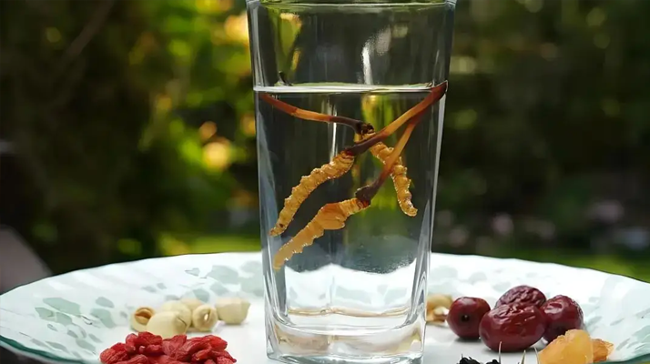 人參配蟲草泡酒，泡多久才好喝 