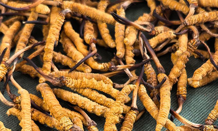 燉了二十年蟲草湯，這口感我太熟了，跟你細(xì)細(xì)說(shuō)