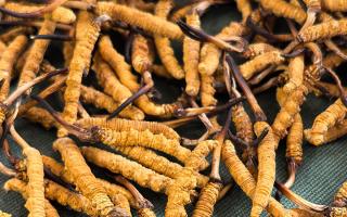 燉了二十年蟲草湯，這口感我太熟了，跟你細細說