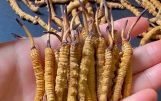 深耕蟲草 15 年：2025 年行情揭秘，高價背后藏著這些門道