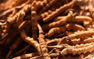 冬蟲夏草采后保存指南：鎖住營養(yǎng)，延長鮮度?