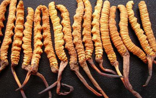 冬蟲夏草一克幾根好？從規(guī)格看品質的關鍵指南